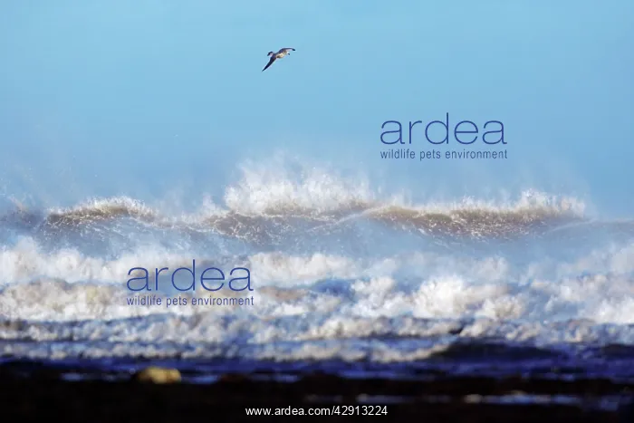: North Sea - gull flying over stormy waves, autumn storm : North Sea - gull flying over stormy waves, autumn storm