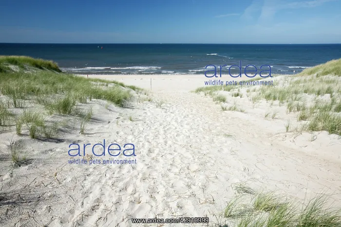 : North Sea - Sand Dunes and Marram Grass - on empty beach : North Sea - Sand Dunes and Marram Grass - on empty beach