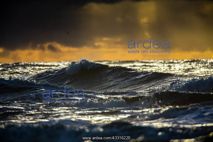 : North Sea, stormy seascape with single seagull flying : North Sea, stormy seascape with single seagull flying