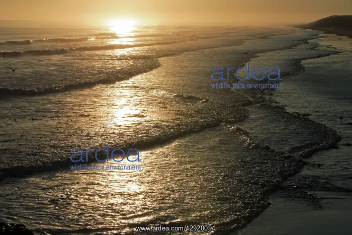 : North Sea Waves - on the shoreline at sunrise : North Sea Waves - on the shoreline at sunrise