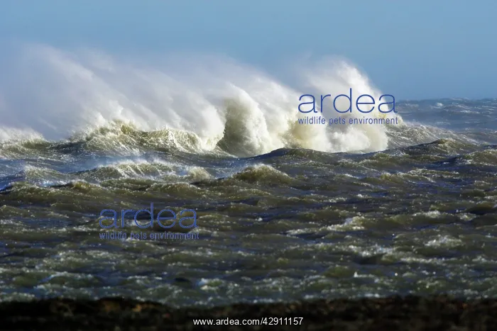 : North Sea - waves and surf caused by autumn storm : North Sea - waves and surf caused by autumn storm