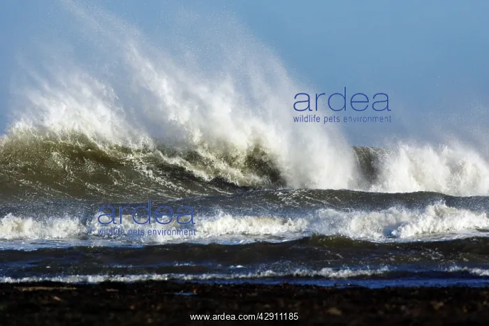 : North Sea - waves and surf caused by autumn storm : North Sea - waves and surf caused by autumn storm