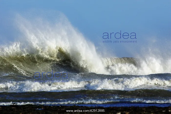: North Sea - waves and surf caused by autumn storm : North Sea - waves and surf caused by autumn storm