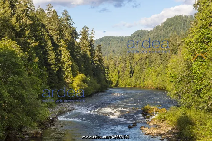 : North Umpqua River, Oregon. Summer. Famous, world-class : North Umpqua River, Oregon. Summer. Famous, world-class