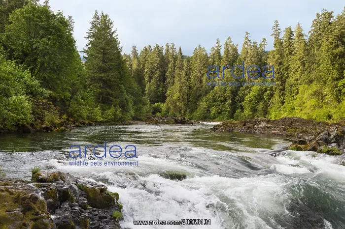 : North Umpqua River, Oregon. Summer. Famous, world-class : North Umpqua River, Oregon. Summer. Famous, world-class