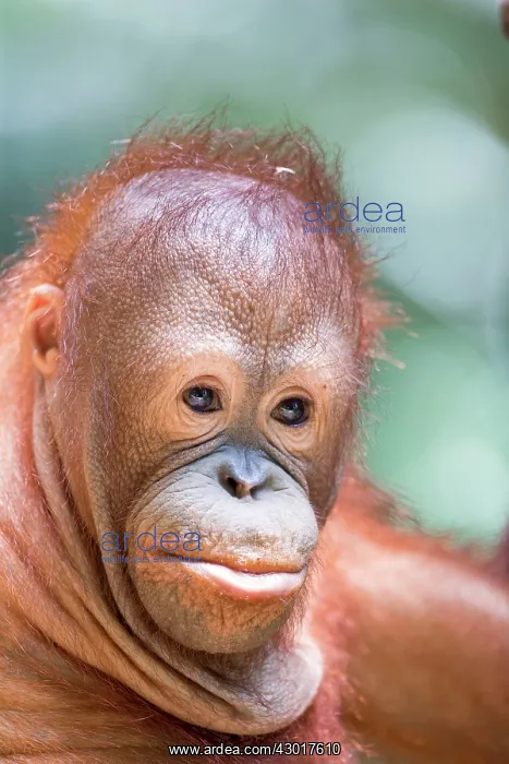 : Northeast Bornean Orangutan / Orang Utan young : Northeast Bornean Orangutan / Orang Utan young