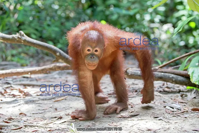 : Northeast Bornean Orangutan / Orang Utan young : Northeast Bornean Orangutan / Orang Utan young