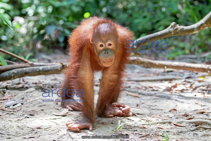 : Northeast Bornean Orangutan / Orang Utan young : Northeast Bornean Orangutan / Orang Utan young