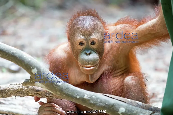 : Northeast Bornean Orangutan / Orang Utan young : Northeast Bornean Orangutan / Orang Utan young