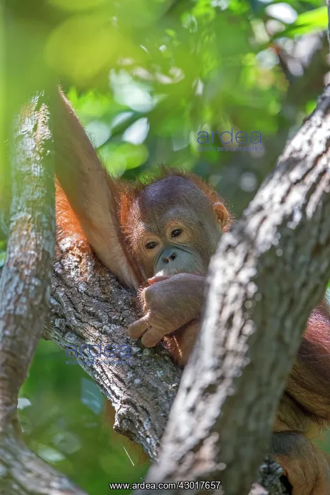 : Northeast Bornean Orangutan / Orang Utan young : Northeast Bornean Orangutan / Orang Utan young