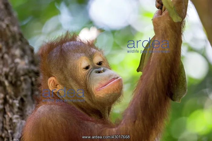 : Northeast Bornean Orangutan / Orang Utan young : Northeast Bornean Orangutan / Orang Utan young