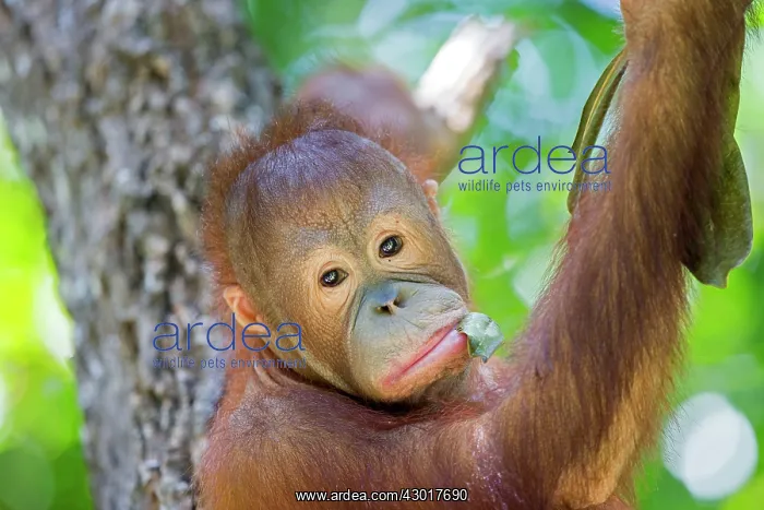 : Northeast Bornean Orangutan / Orang Utan young : Northeast Bornean Orangutan / Orang Utan young