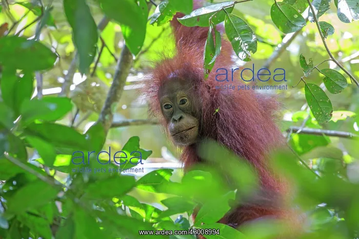 : Northeast Bornean Orangutan / Orang Utan young in trees : Northeast Bornean Orangutan / Orang Utan young in trees