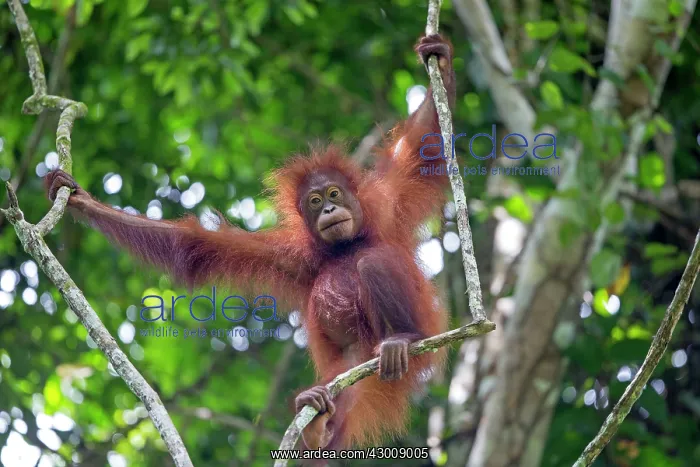 : Northeast Bornean Orangutan / Orang Utan young in trees : Northeast Bornean Orangutan / Orang Utan young in trees