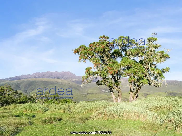 : Northeast Mount Kenya National Park (a UNESCO : Northeast Mount Kenya National Park (a UNESCO
