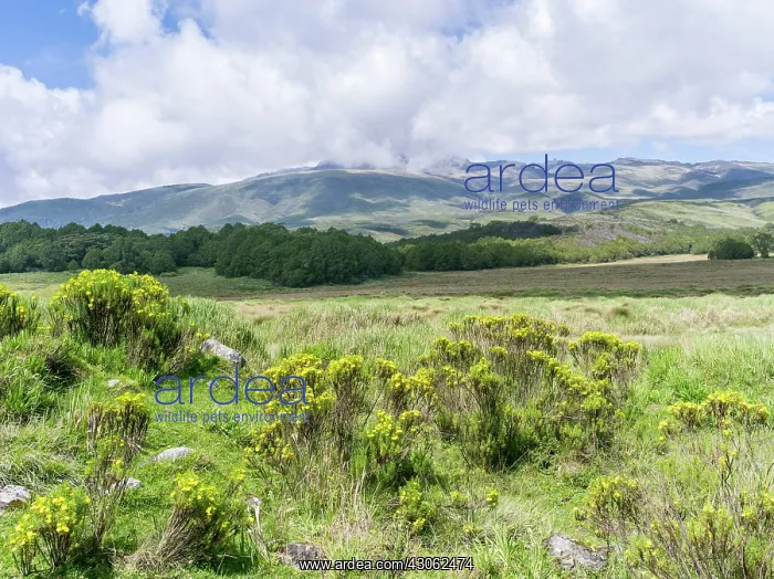 : Northeast Mount Kenya National Park (a UNESCO : Northeast Mount Kenya National Park (a UNESCO