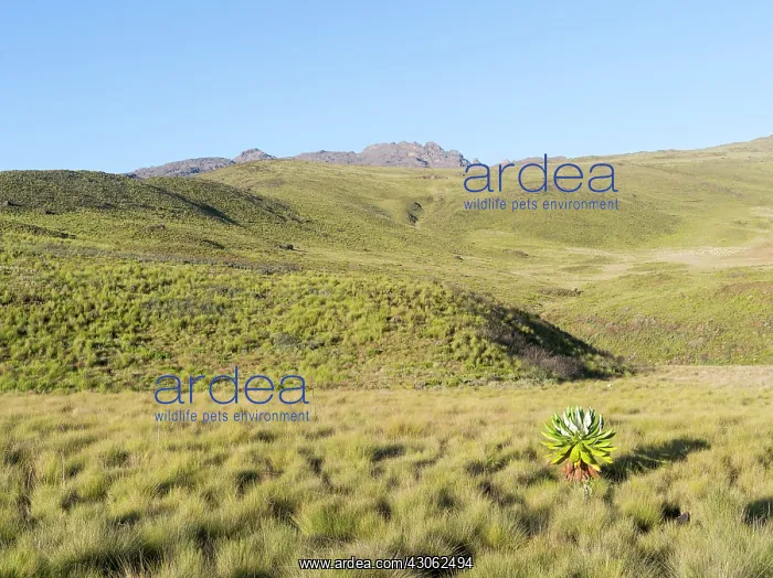 : Northeast Mount Kenya National Park (a UNESCO : Northeast Mount Kenya National Park (a UNESCO