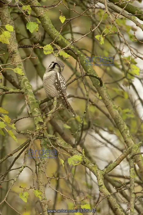 : Norther Hawk Owl : Norther Hawk Owl