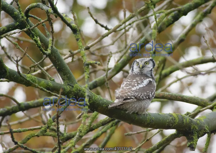 : Norther Hawk Owl : Norther Hawk Owl
