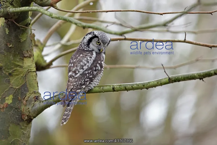 : Norther Hawk Owl : Norther Hawk Owl