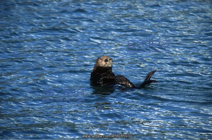 : Northern / Alaskan SEA OTTER : Northern / Alaskan SEA OTTER