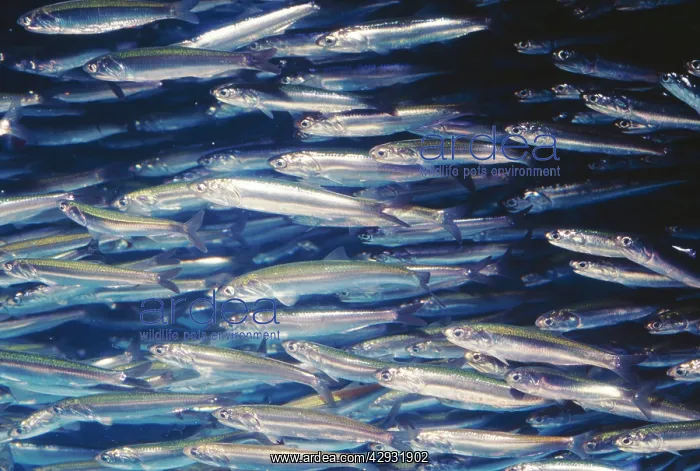 : Northern Anchovy : Northern Anchovy