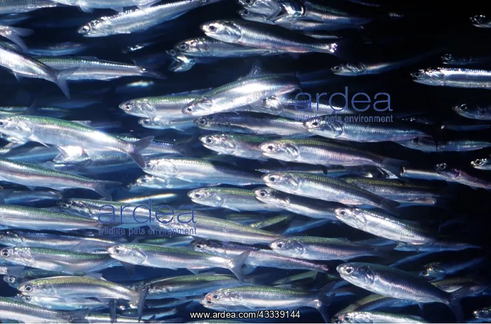 : NORTHERN ANCHOVY - Large Shoal : NORTHERN ANCHOVY - Large Shoal