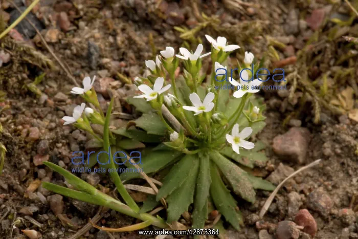 : Northern androsace : Northern androsace
