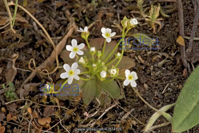 : Northern androsace : Northern androsace