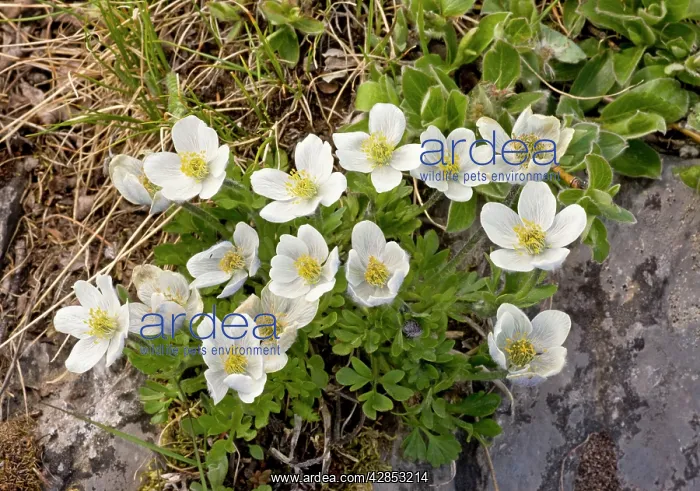 : Northern Anemone - in flower : Northern Anemone - in flower