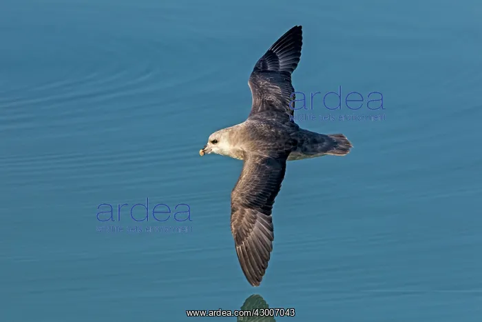 : Northern / Arctic Fulmar : Northern / Arctic Fulmar