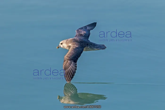 : Northern / Arctic Fulmar : Northern / Arctic Fulmar