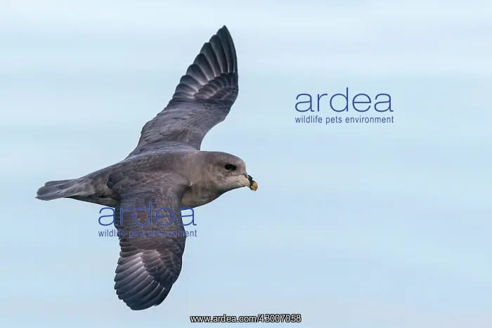 : Northern / Arctic Fulmar : Northern / Arctic Fulmar