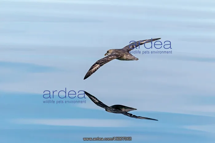 : Northern / Arctic Fulmar : Northern / Arctic Fulmar