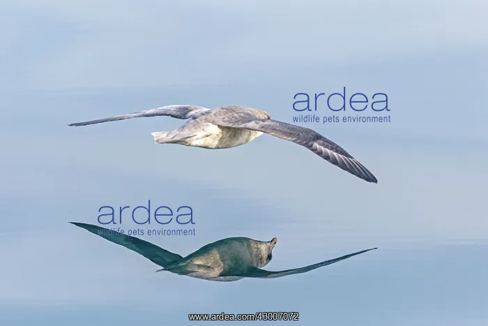 : Northern / Arctic Fulmar : Northern / Arctic Fulmar