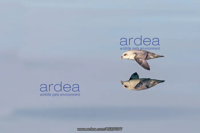 : Northern / Arctic Fulmar : Northern / Arctic Fulmar