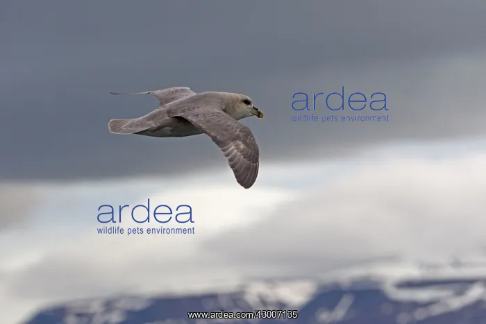: Northern / Arctic Fulmar : Northern / Arctic Fulmar