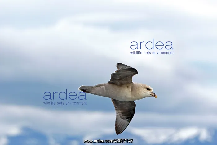 : Northern / Arctic Fulmar : Northern / Arctic Fulmar