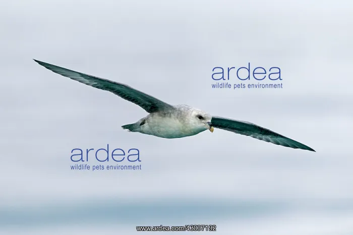: Northern / Arctic Fulmar : Northern / Arctic Fulmar