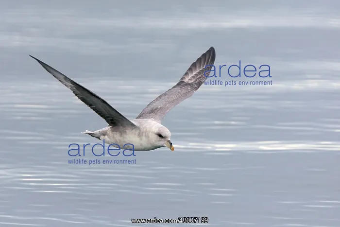 : Northern / Arctic Fulmar : Northern / Arctic Fulmar