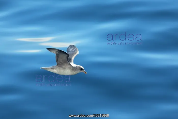 : Northern / Arctic Fulmar in flight near : Northern / Arctic Fulmar in flight near