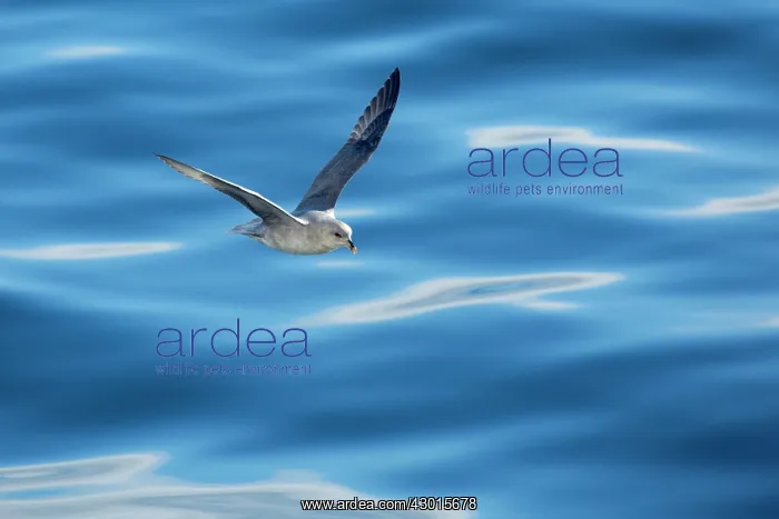 : Northern / Arctic Fulmar in flight near : Northern / Arctic Fulmar in flight near