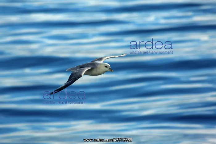  : Northern  /  Arctic Fulmar in flight near