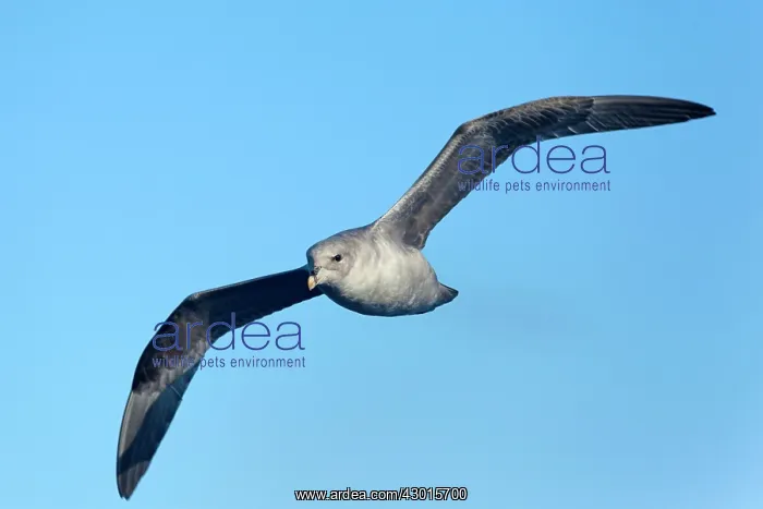 : Northern / Arctic Fulmar in flight near : Northern / Arctic Fulmar in flight near