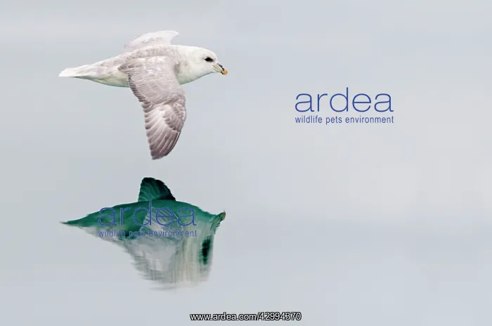 : Northern / Arctic Fulmar - in flight above sea with reflecti : Northern / Arctic Fulmar - in flight above sea with reflecti