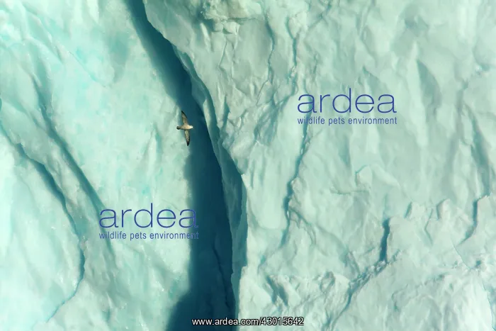 : Northern / Arctic Fulmars in flight in front : Northern / Arctic Fulmars in flight in front