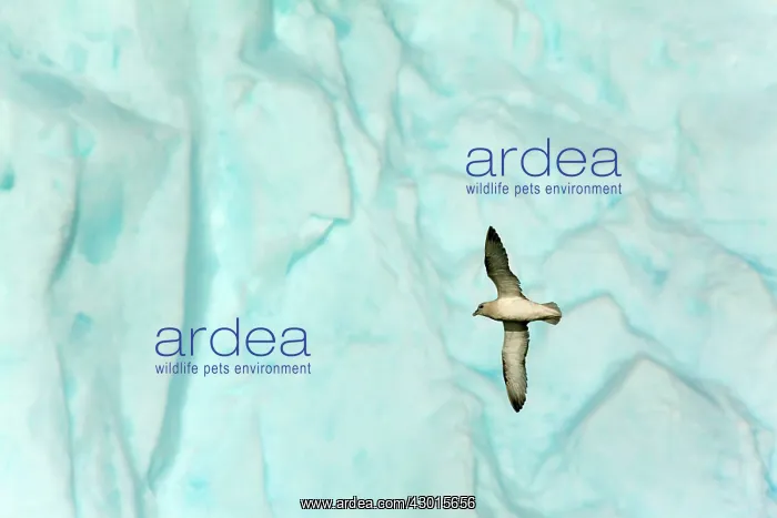 : Northern / Arctic Fulmars in flight in front : Northern / Arctic Fulmars in flight in front