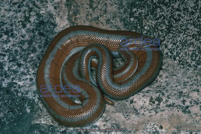 : Northern Baja Rosy Boa : Northern Baja Rosy Boa