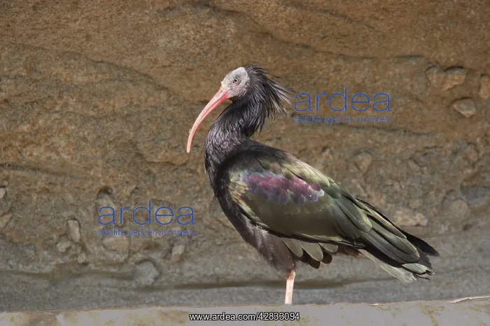 : Northern Bald Ibis : Northern Bald Ibis