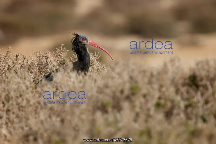 : Northern Bald Ibis : Northern Bald Ibis